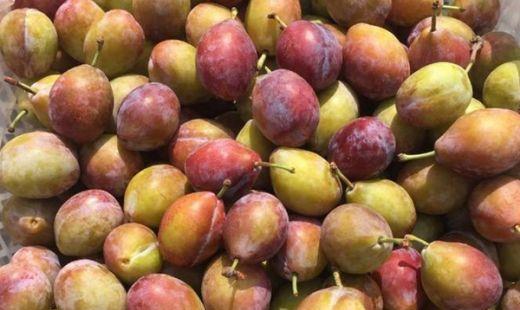 澳洲西梅是什么季节的水果