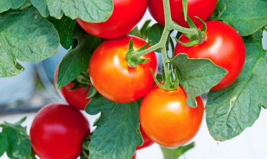 小番茄种植季节及功效与作用，小番茄是转基因吗?