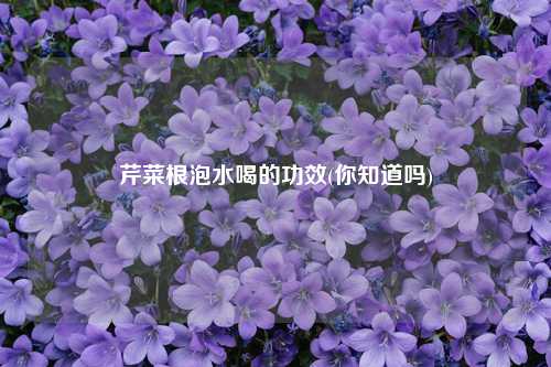 芹菜根泡水喝的功效