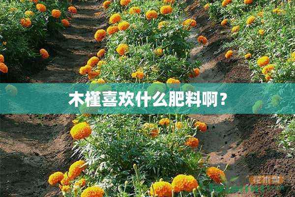 木槿喜欢什么肥料啊？