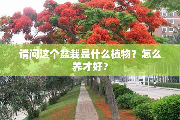 请问这个盆栽是什么植物？怎么养才好？