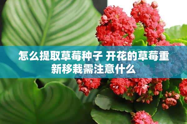 怎么提取草莓种子 开花的草莓重新移栽需注意什么