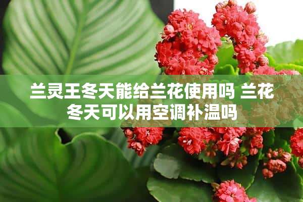 兰灵王冬天能给兰花使用吗 兰花冬天可以用空调补温吗