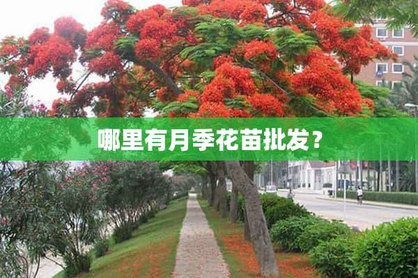 哪里有月季花苗批发？