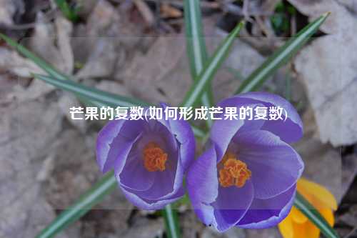 芒果的复数