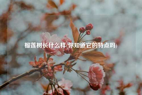 榴莲树长什么样(你知道它的特点吗) 种植业