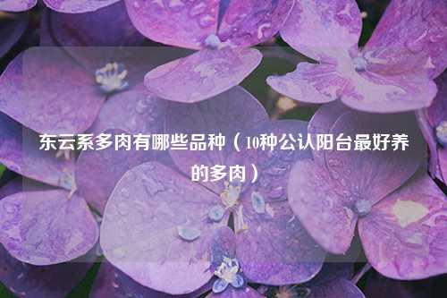 东云系多肉有哪些品种（10种公认阳台最好养的多肉） 花卉