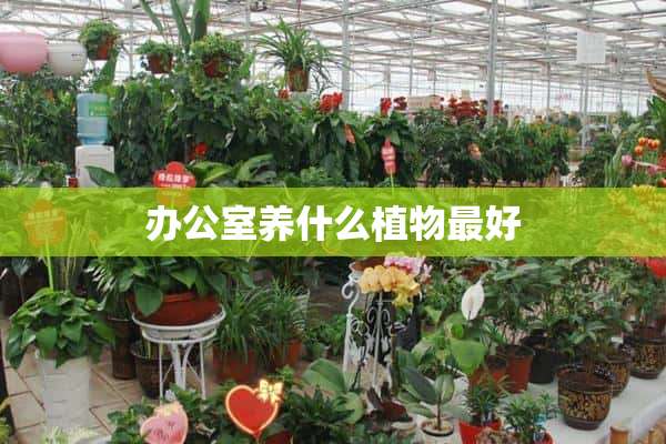 办公室养什么植物最好