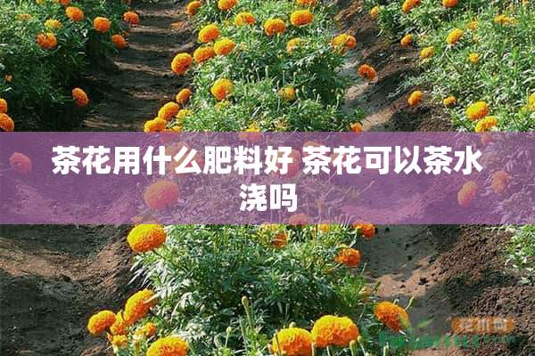 茶花用什么肥料好 茶花可以茶水浇吗