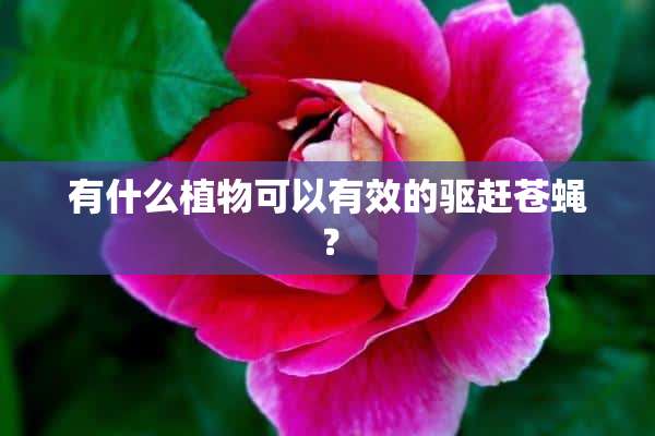 有什么植物可以有效的驱赶苍蝇？