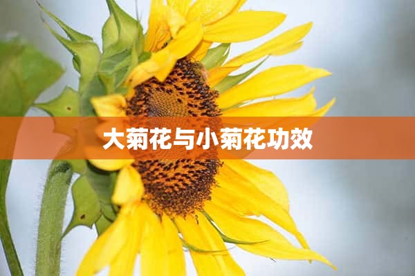 大菊花与小菊花功效