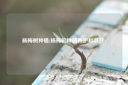 杨梅树种植(杨梅的种植养护和收获) 种植业