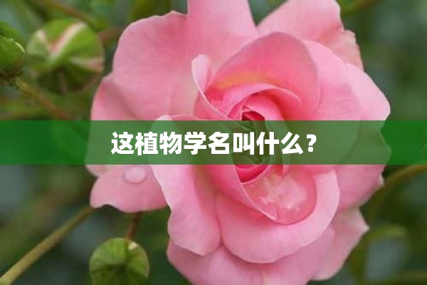 这植物学名叫什么？