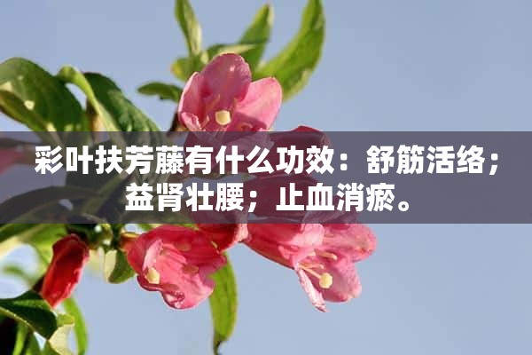 彩叶扶芳藤有什么功效：舒筋活络；益肾壮腰；止血消瘀。