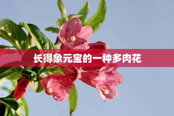 长得象元宝的一种多肉花