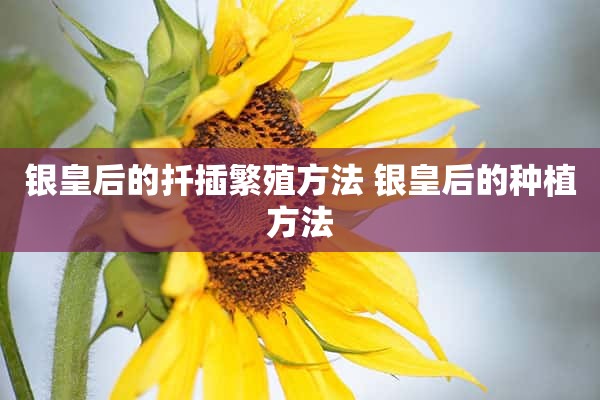 银皇后的扦插繁殖方法 银皇后的种植方法