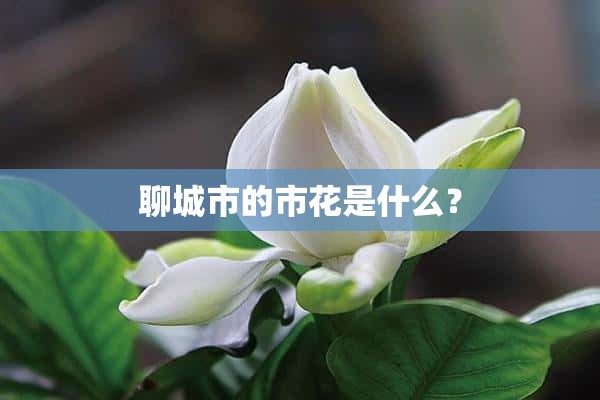 聊城市的市花是什么？