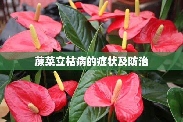 蕨菜立枯病的症状及防治