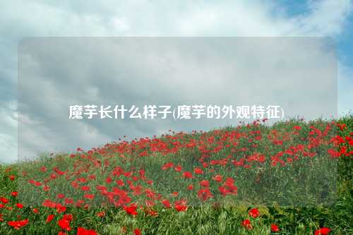 魔芋长什么样子