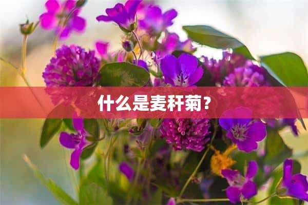 什么是麦秆菊？