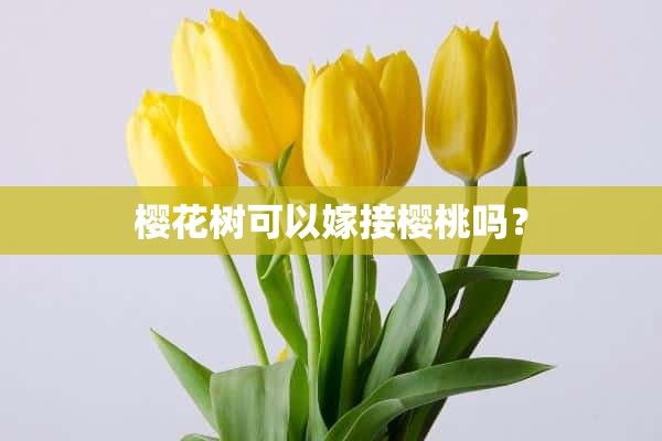 樱花树可以嫁接樱桃吗？