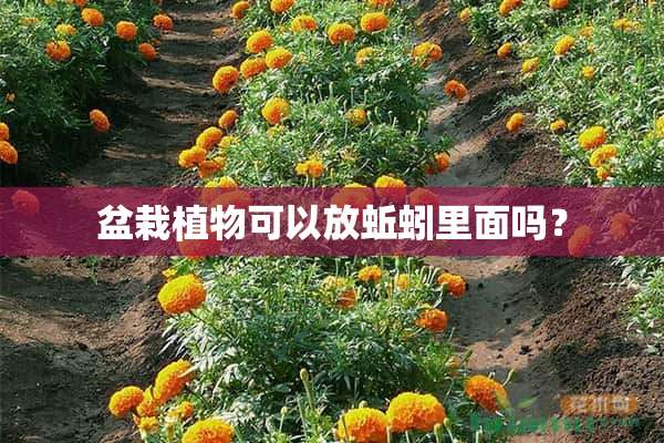 盆栽植物可以放蚯蚓里面吗？