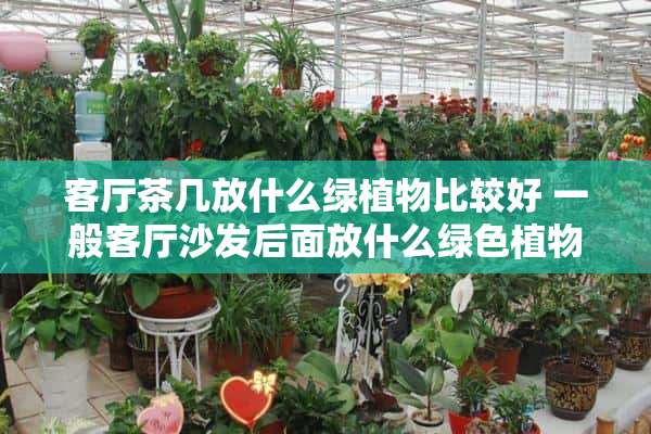 客厅茶几放什么绿植物比较好 一般客厅沙发后面放什么绿色植物