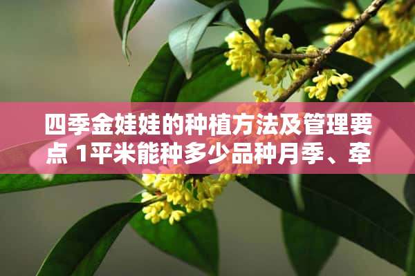 四季金娃娃的种植方法及管理要点 1平米能种多少品种月季、牵牛花、四季海棠、迎春花、金娃娃萱草