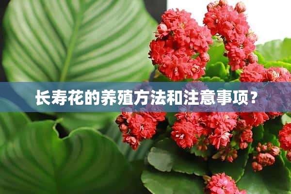 长寿花的养殖方法和注意事项？