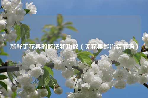 新鲜无花果的吃法和功效（无花果能治结节吗） 花卉