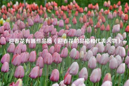 迎春花有哪些品质（迎春花的品格和代表人物） 花卉