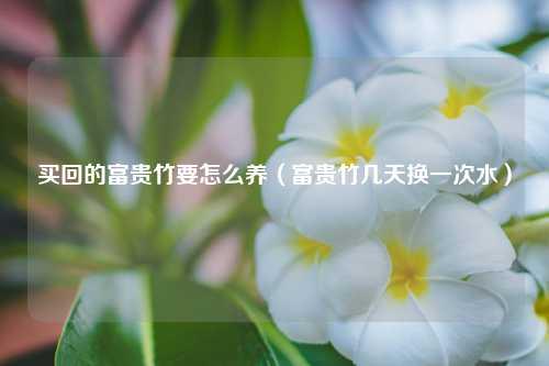 买回的富贵竹要怎么养（富贵竹几天换一次水）