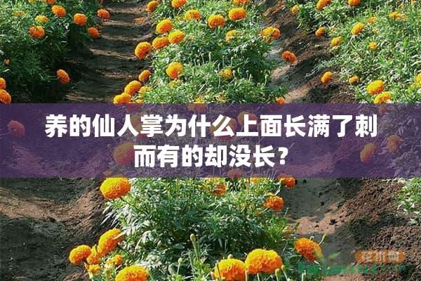 养的仙人掌为什么上面长满了刺而有的却没长？