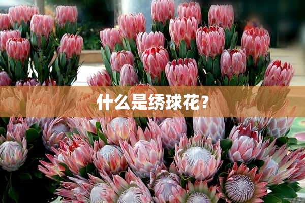 什么是绣球花？