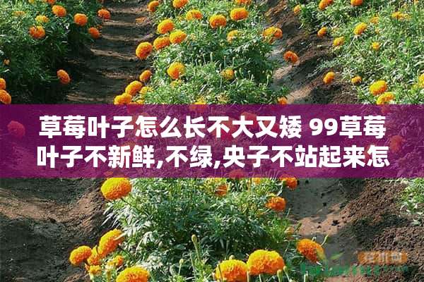 草莓叶子怎么长不大又矮 99草莓叶子不新鲜,不绿,央子不站起来怎么回事