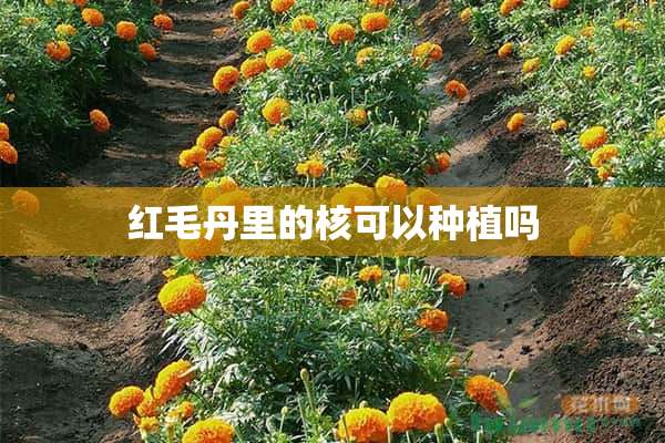 红毛丹里的核可以种植吗