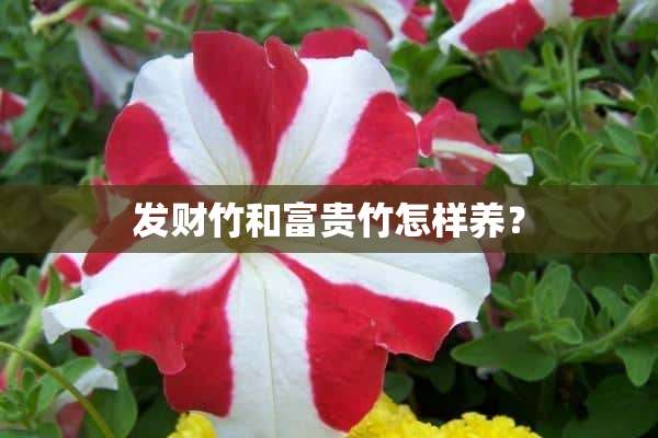 发财竹和富贵竹怎样养？