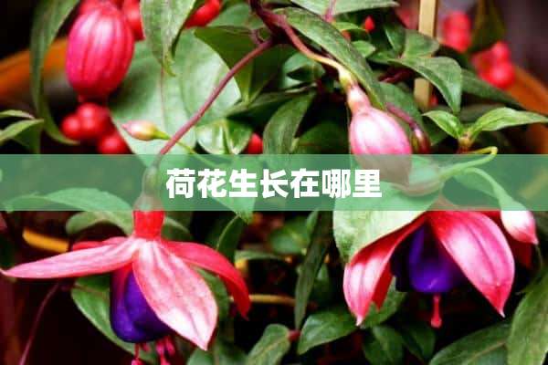 荷花生长在哪里