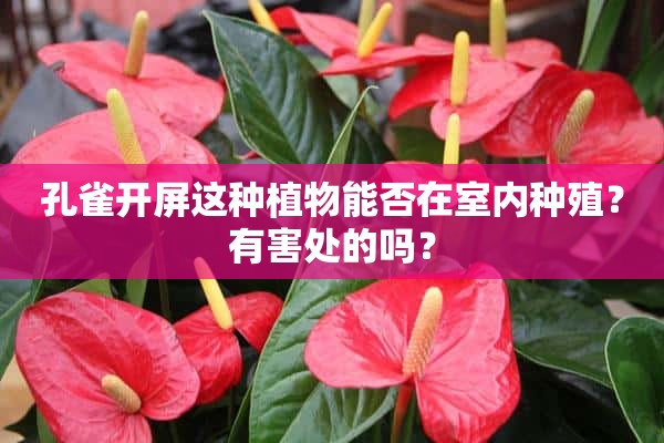 孔雀开屏这种植物能否在室内种殖？有害处的吗？