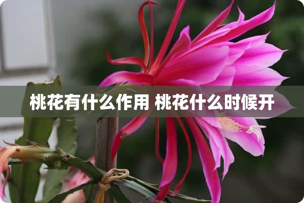 桃花有什么作用 桃花什么时候开