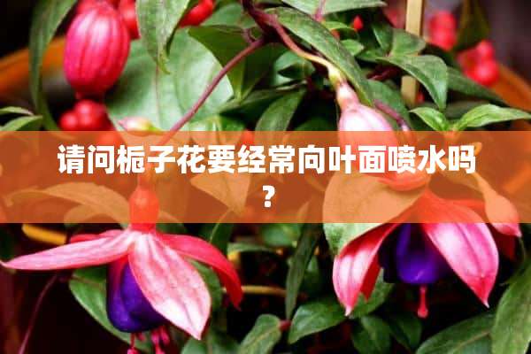 请问栀子花要经常向叶面喷水吗？