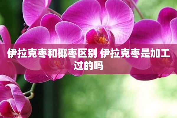 伊拉克枣和椰枣区别 伊拉克枣是加工过的吗