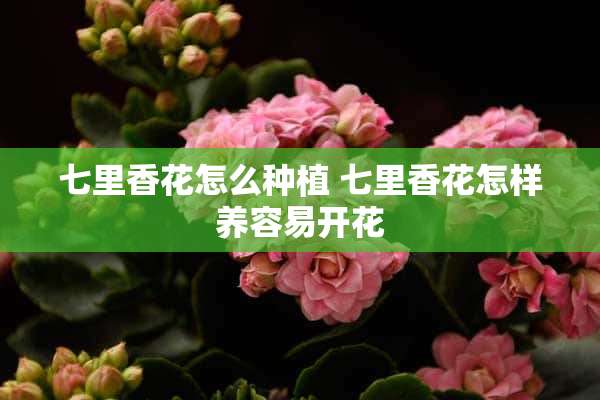 七里香花怎么种植 七里香花怎样养容易开花