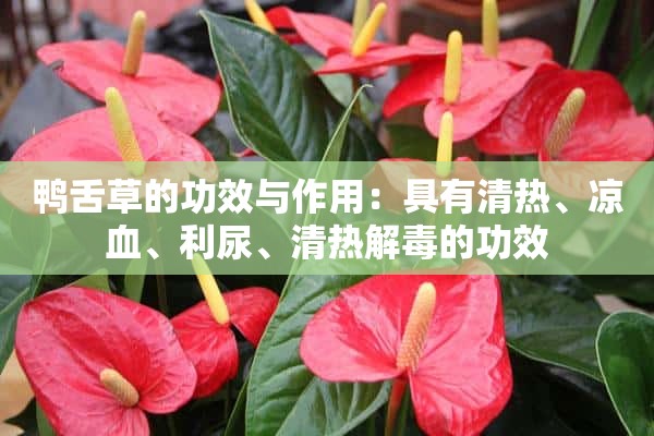 鸭舌草的功效与作用：具有清热、凉血、利尿、清热解毒的功效