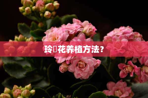 玲珰花养植方法？