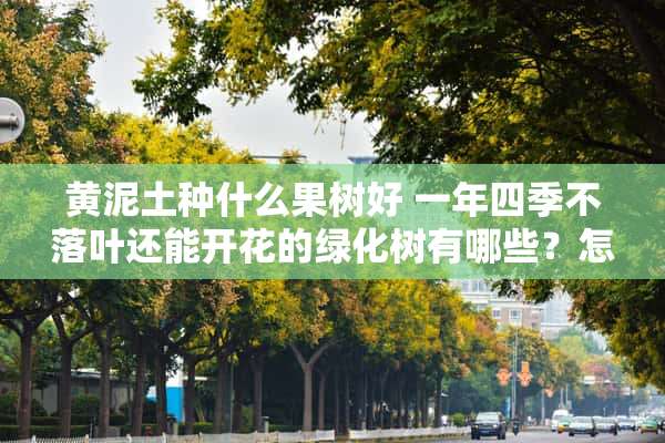 黄泥土种什么果树好 一年四季不落叶还能开花的绿化树有哪些？怎样种植比较好