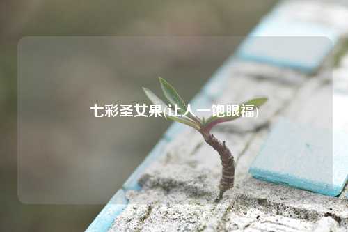 七彩圣女果(让人一饱眼福) 种植业