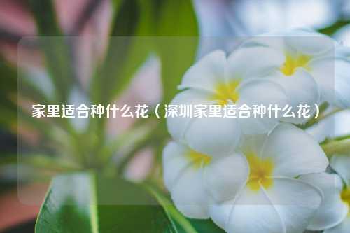 家里适合种什么花（深圳家里适合种什么花） 花卉