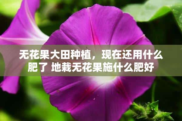 无花果大田种植，现在还用什么肥了 地栽无花果施什么肥好