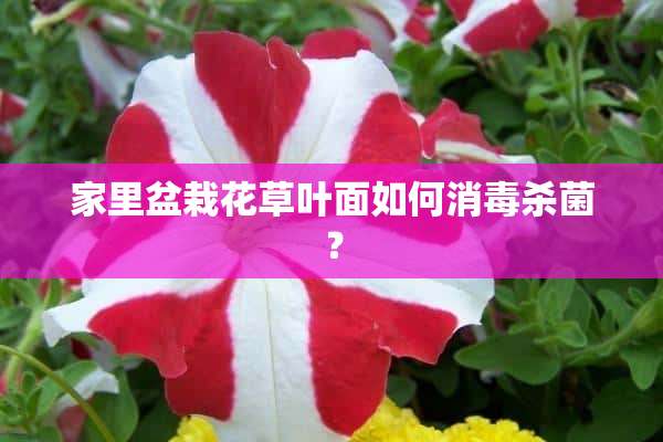 家里盆栽花草叶面如何消毒杀菌？